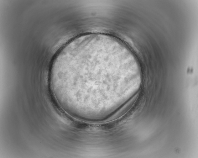X0000090430299200708102011