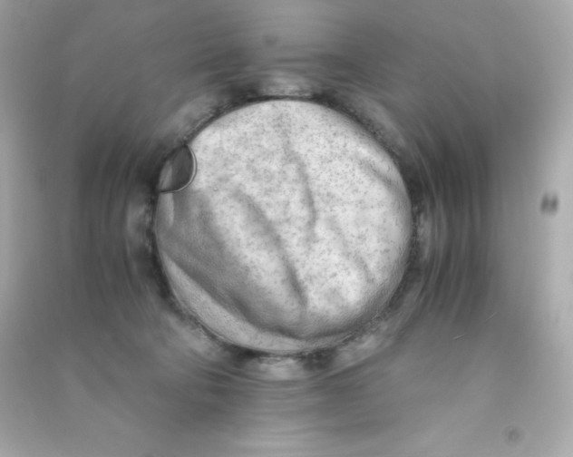 X0000090430322200708102010