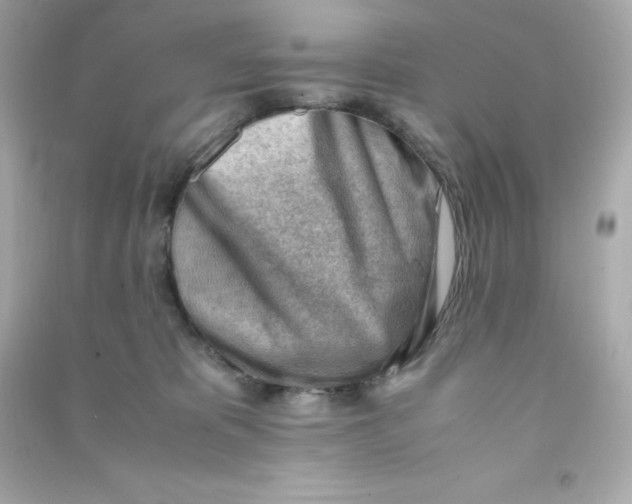 X0000090430325200708102010