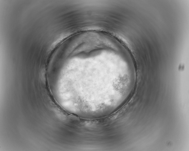 X0000090430345200708102010