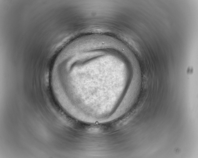 X0000090430358200708102010
