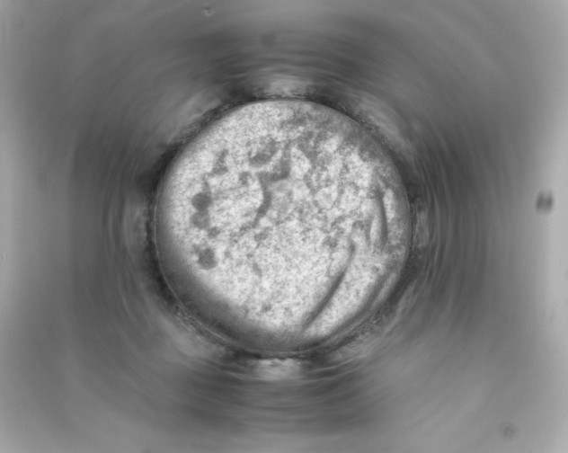 X0000090430363200708102010