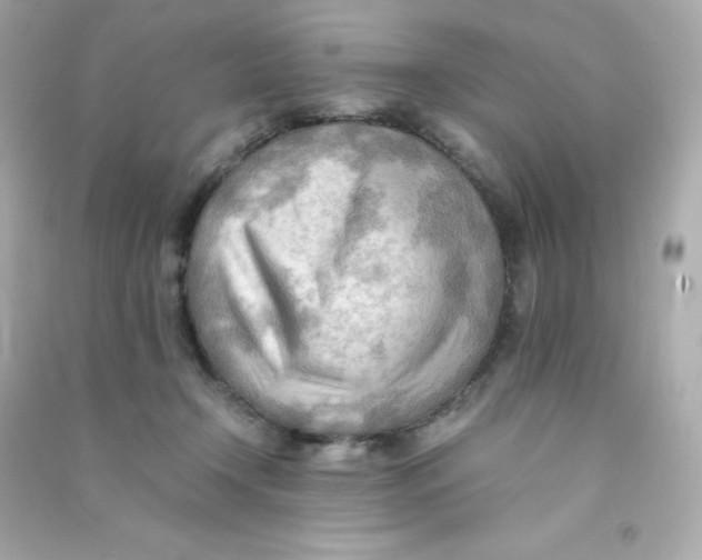 X0000090430366200708102010