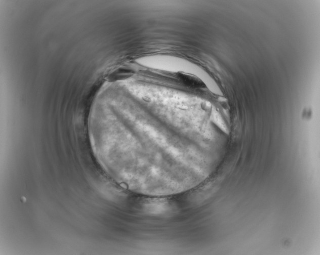 X0000090430377200708102010