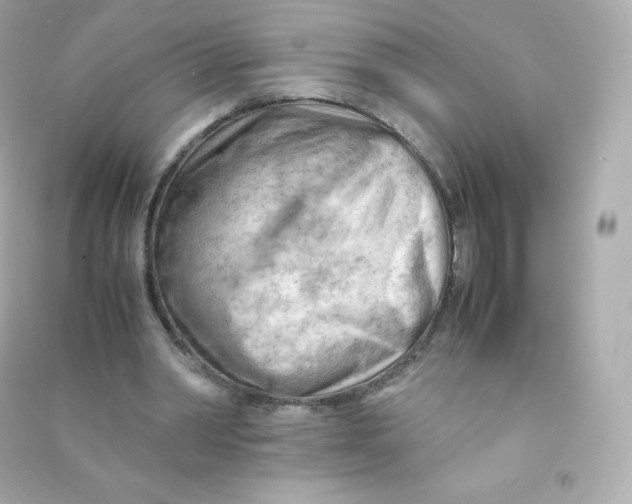 X0000090430390200708102009