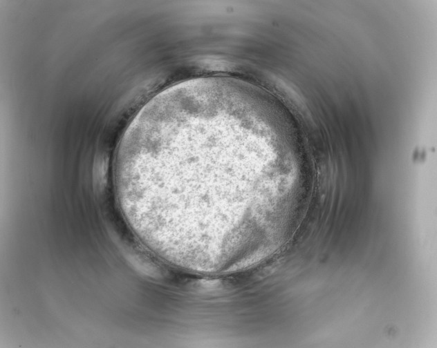 X0000090430406200708102009