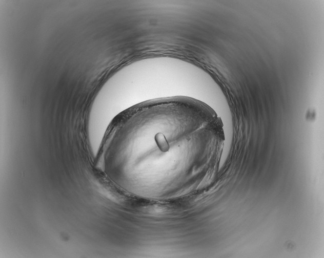 X0000090430412200708102009