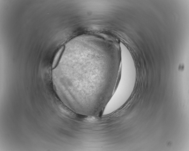 X0000090430425200708102009