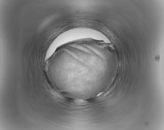 X0000090430429200708102009