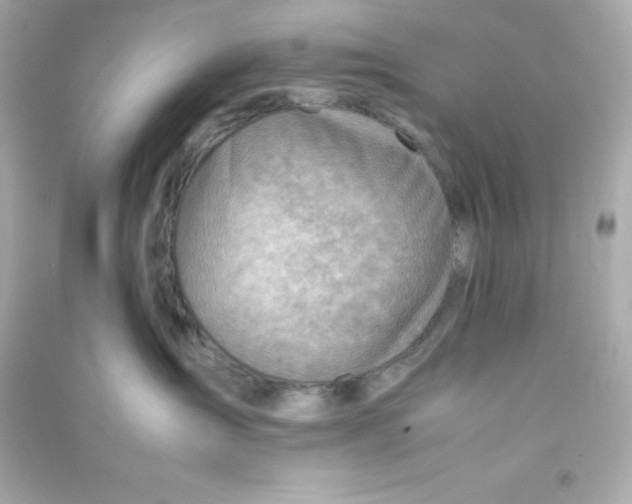 X0000090430431200708102009