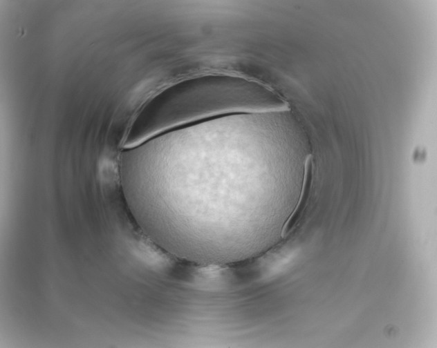 X0000090430432200708102009