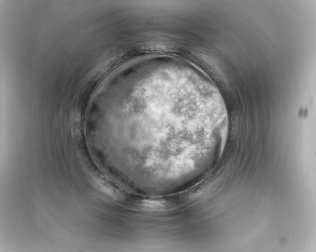 X0000090430457200708102009