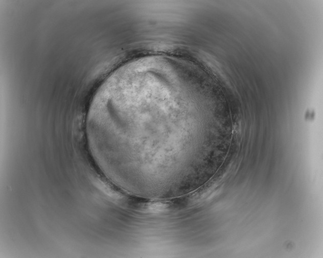 X0000090430462200708102009