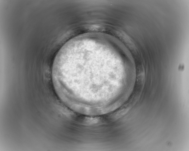 X0000090430469200708102009