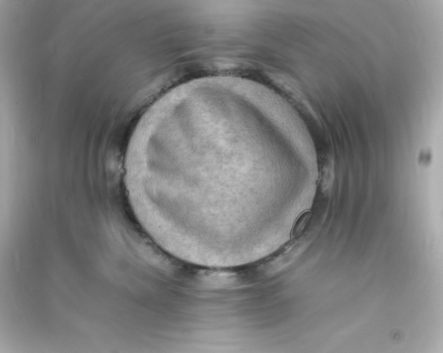 X0000090430476200708102009