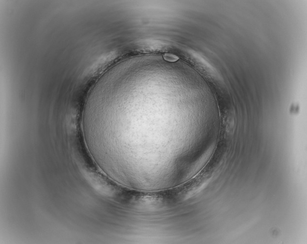 X0000090430546200708102007
