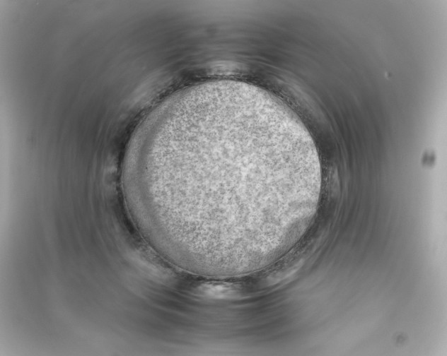 X0000090430557200708102007