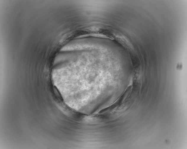 X0000090430568200708102007