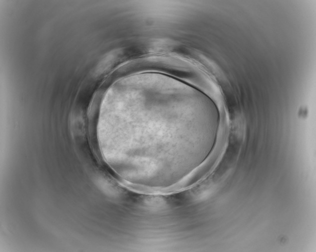 X0000090430572200708102007