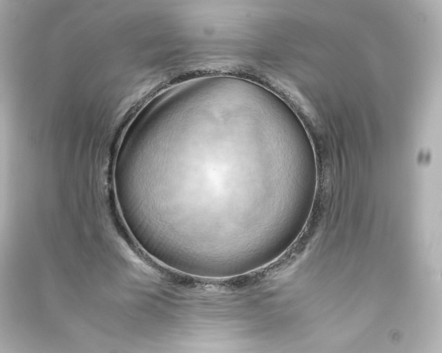 X0000090430585200708102007