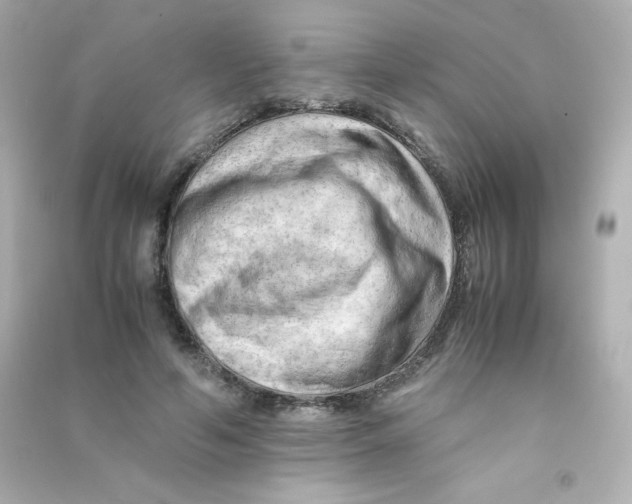 X0000090430594200708102007