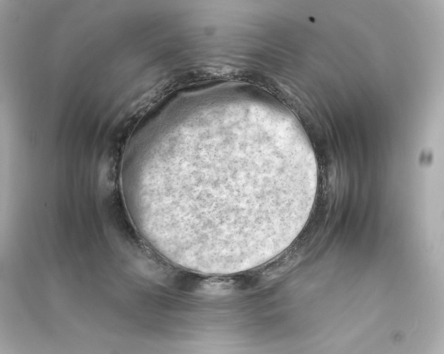 X0000090430606200708102006