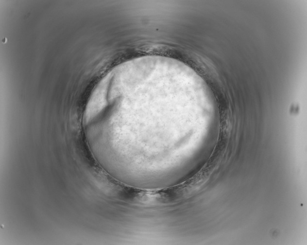 X0000090430607200708102006