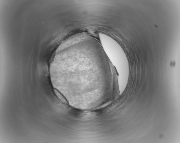 X0000090430617200708102006