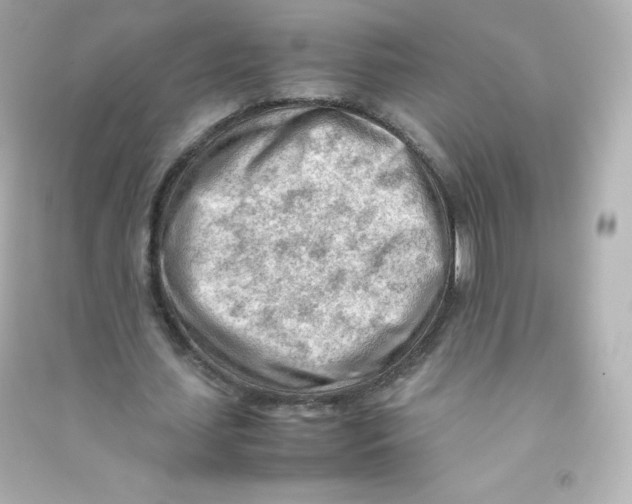 X0000090430627200708102006