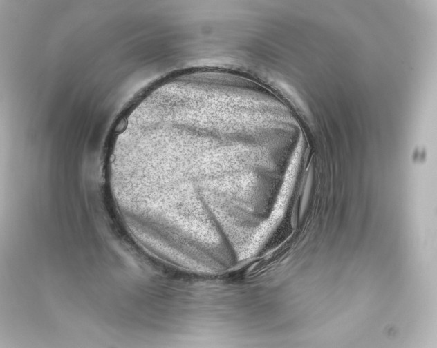 X0000090430628200708102006