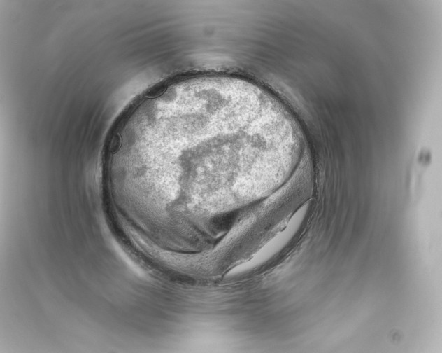 X0000090430630200708102006