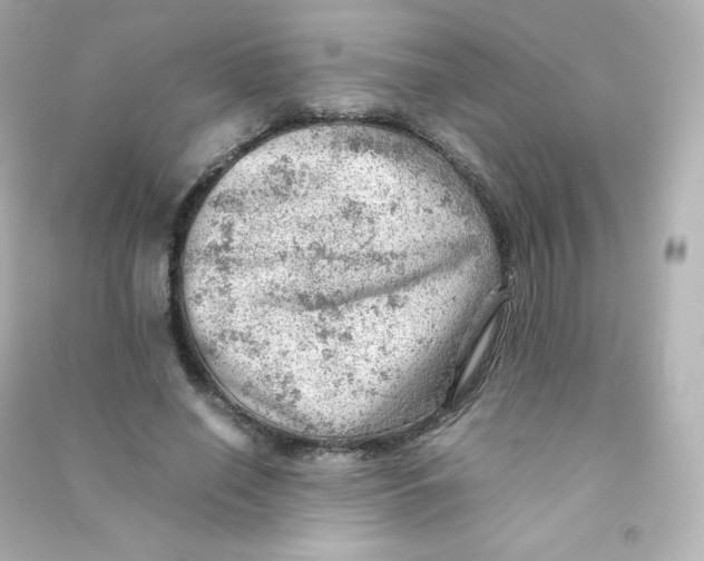 X0000090430638200708102006