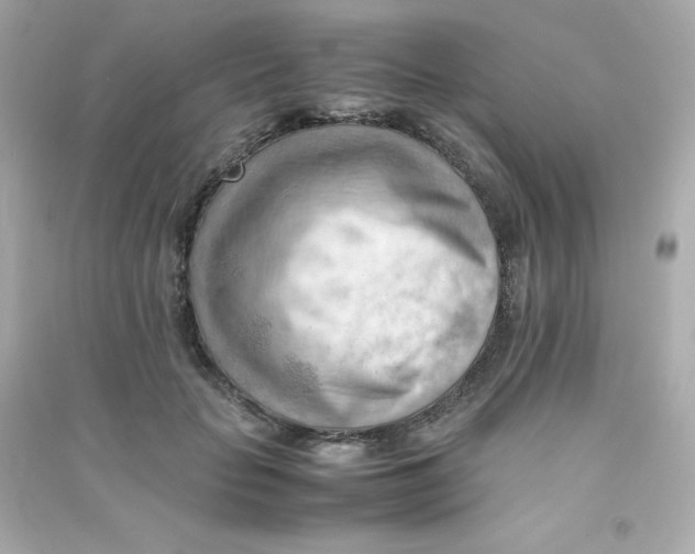 X0000090430653200708102006
