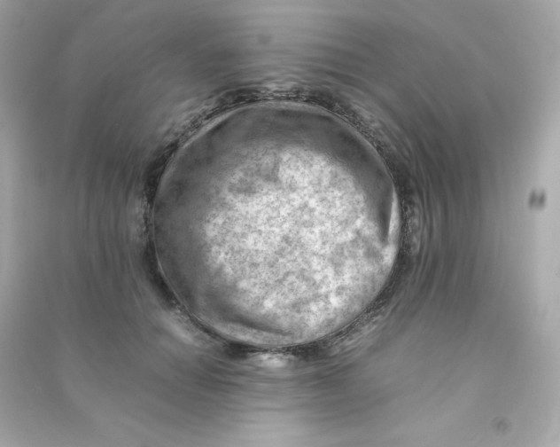 X0000090430654200708102006