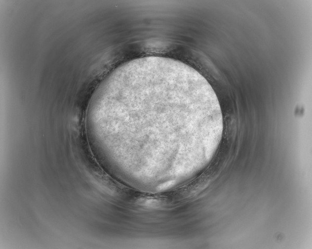 X0000090430655200708102006
