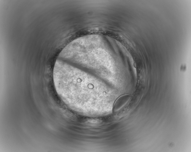 X0000090430659200708102006