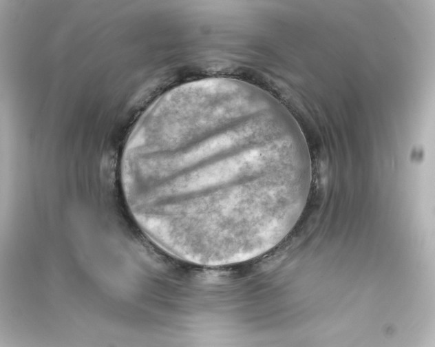 X0000090430664200708102006