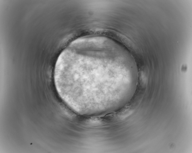 X0000090430668200708102006