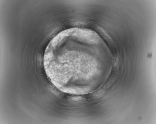 X0000090430669200708102006