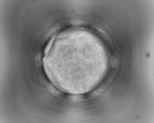 X0000090430670200708102006