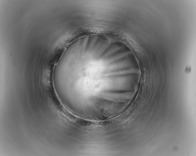 X0000090430696200708102005