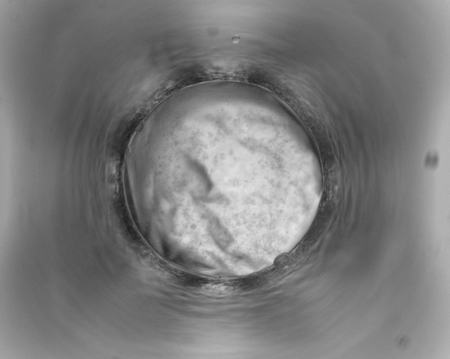 X0000090430699200708102005