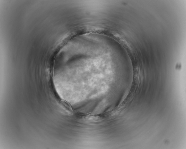 X0000090430716200708102005