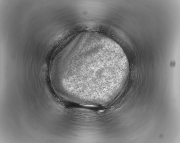 X0000090430748200708102005