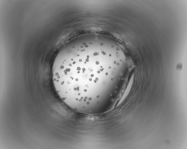 X0000090430760200708102005