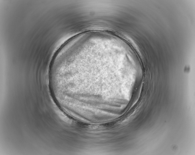 X0000090430795200708102004