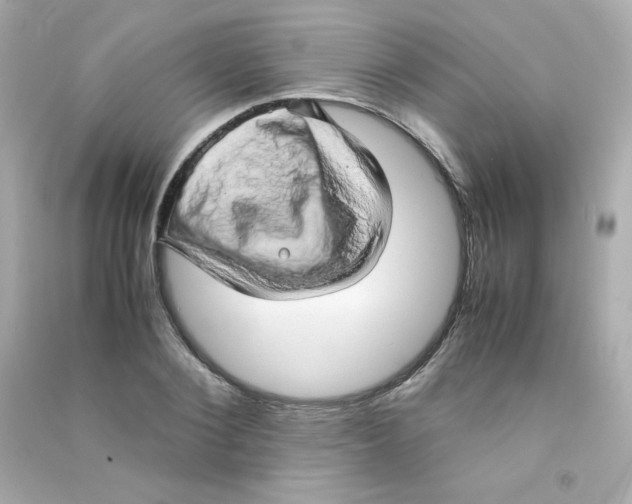 X0000090430884200708102003