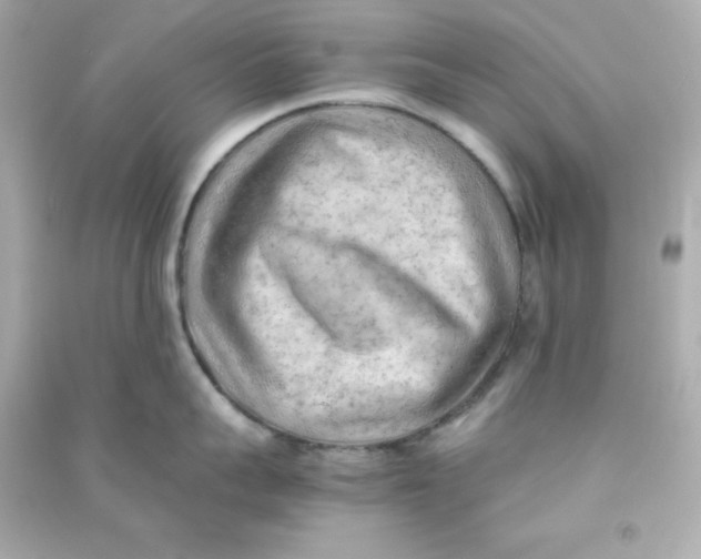 X0000090430959200708102002