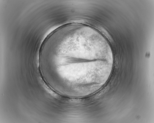 X0000090431036200708102000
