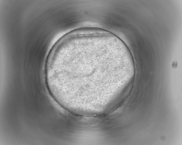 X0000090431056200708102001